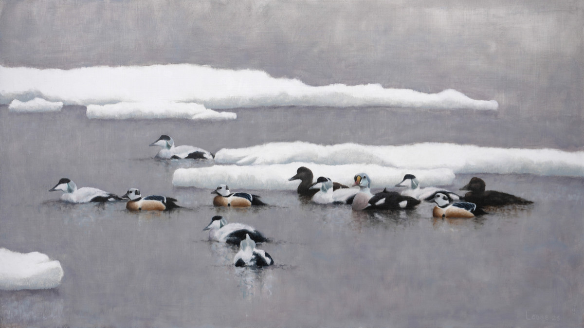 Arctic Eiders painting Bird Art by Chris Lodge