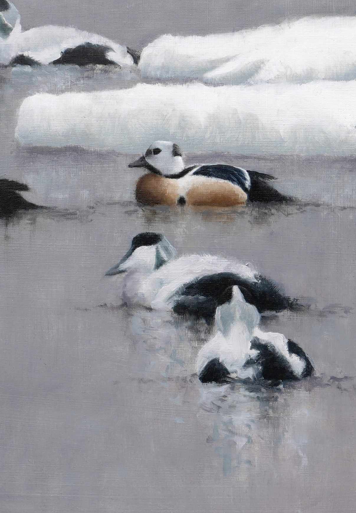 Arctic Eiders - An Original Oil Painting By Bird Artist Chris Lodge