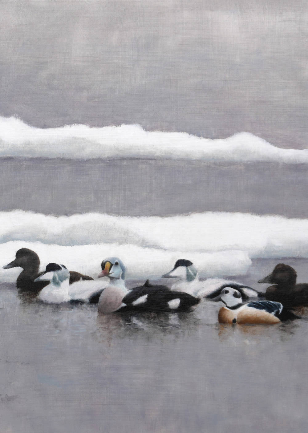 Arctic Eiders - An Original Oil Painting By Bird Artist Chris Lodge