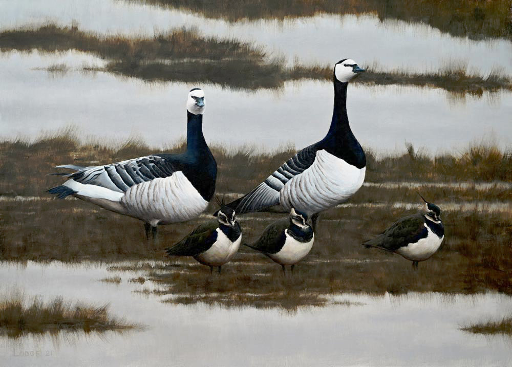 Barnacle Geese and Lapwing Painting