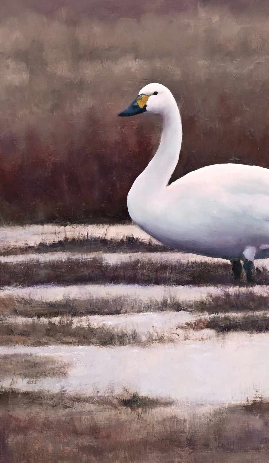 Bewick's Swans Print by Bird Artist Chris Lodge