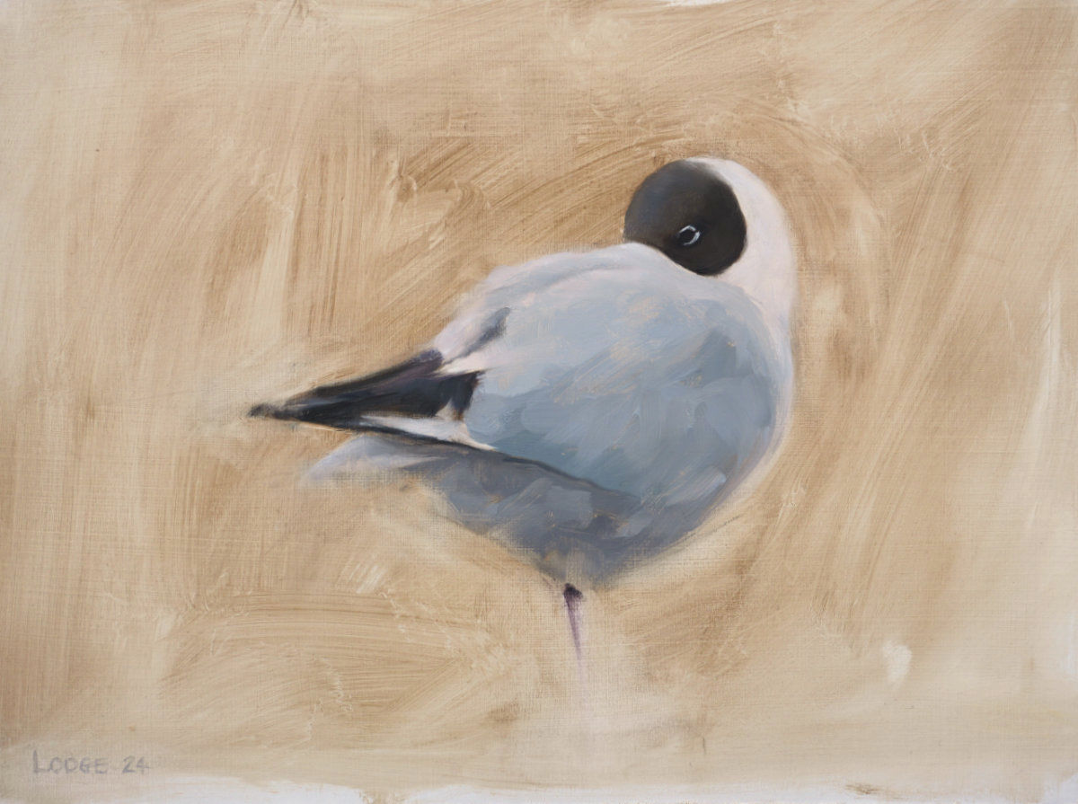 Black Headed Gull painting by bird artist Chris Lodge