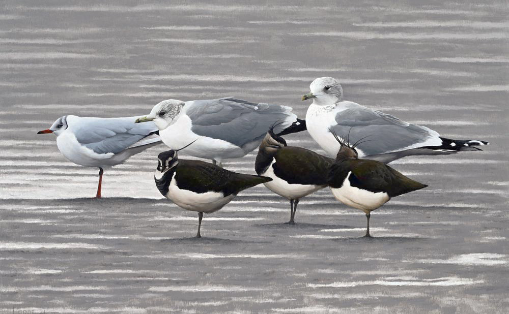 Common and Black Headed Gulls with Lapwing - An Original Oil Painting By Bird Artist Chris Lodge
