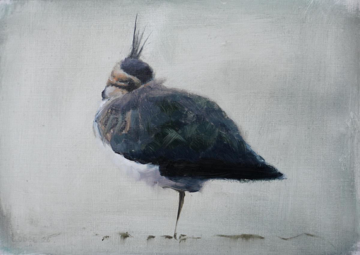 lapwing painting by bird artist Chris Lodge