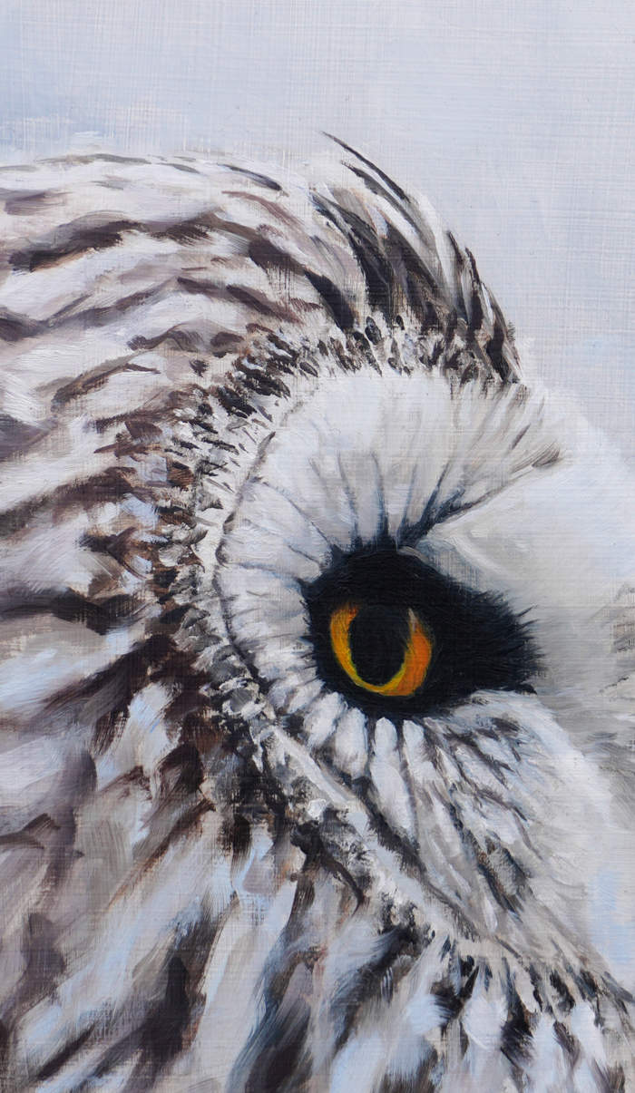 Short Eared Owl - An Original Oil Painting By Bird Artist Chris Lodge