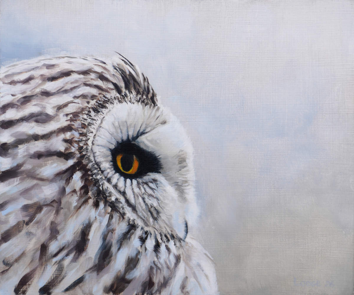 short eared owl painting by bird artist Chris Lodge