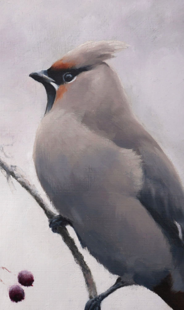 Waxwing - An Original Oil Painting By Bird Artist Chris Lodge
