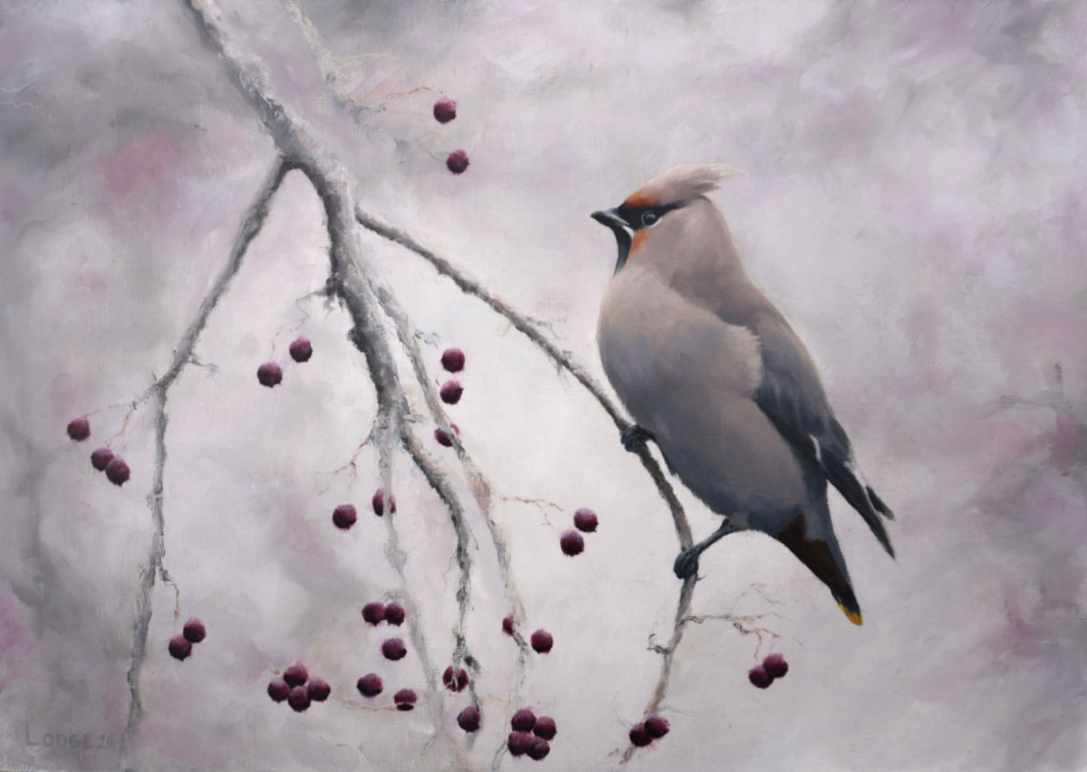 waxwing painting by bird artist Chris Lodge