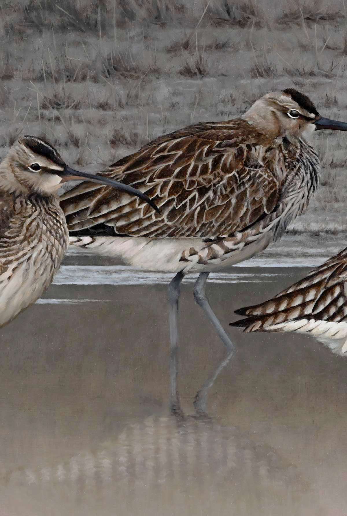 Whimbrels - Heading North - An Original Oil Painting By Bird Artist Chris Lodge