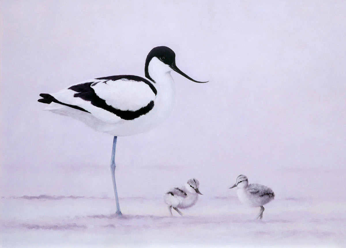avocet and chicks Bird Print by Chris Lodge