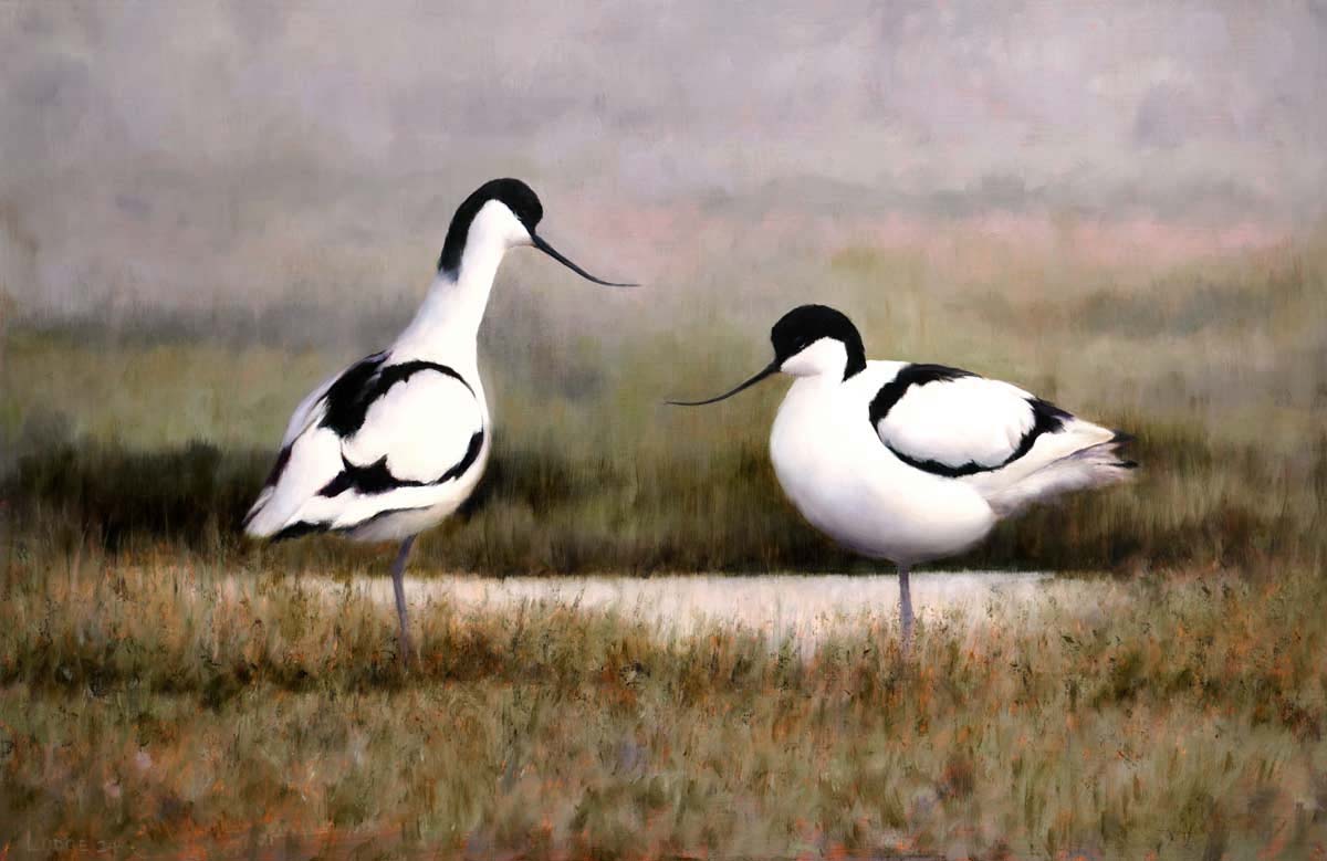 Avocet Pair Bird Print by Chris Lodge