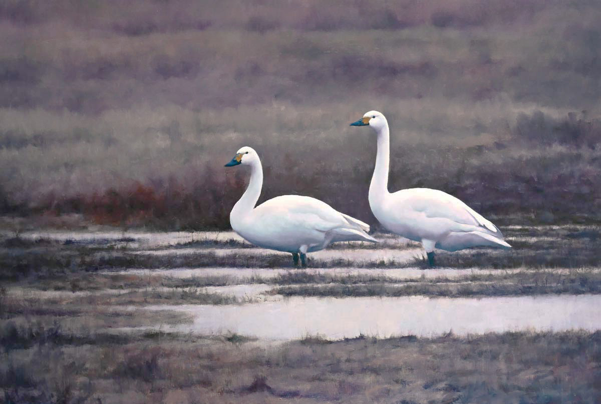 Bewicks Swan Bird Print by Chris Lodge