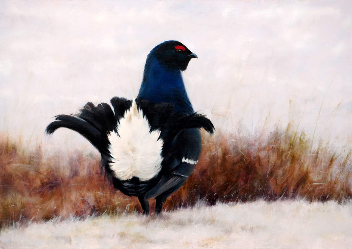 Black Grouse Bird Print by Chris Lodge