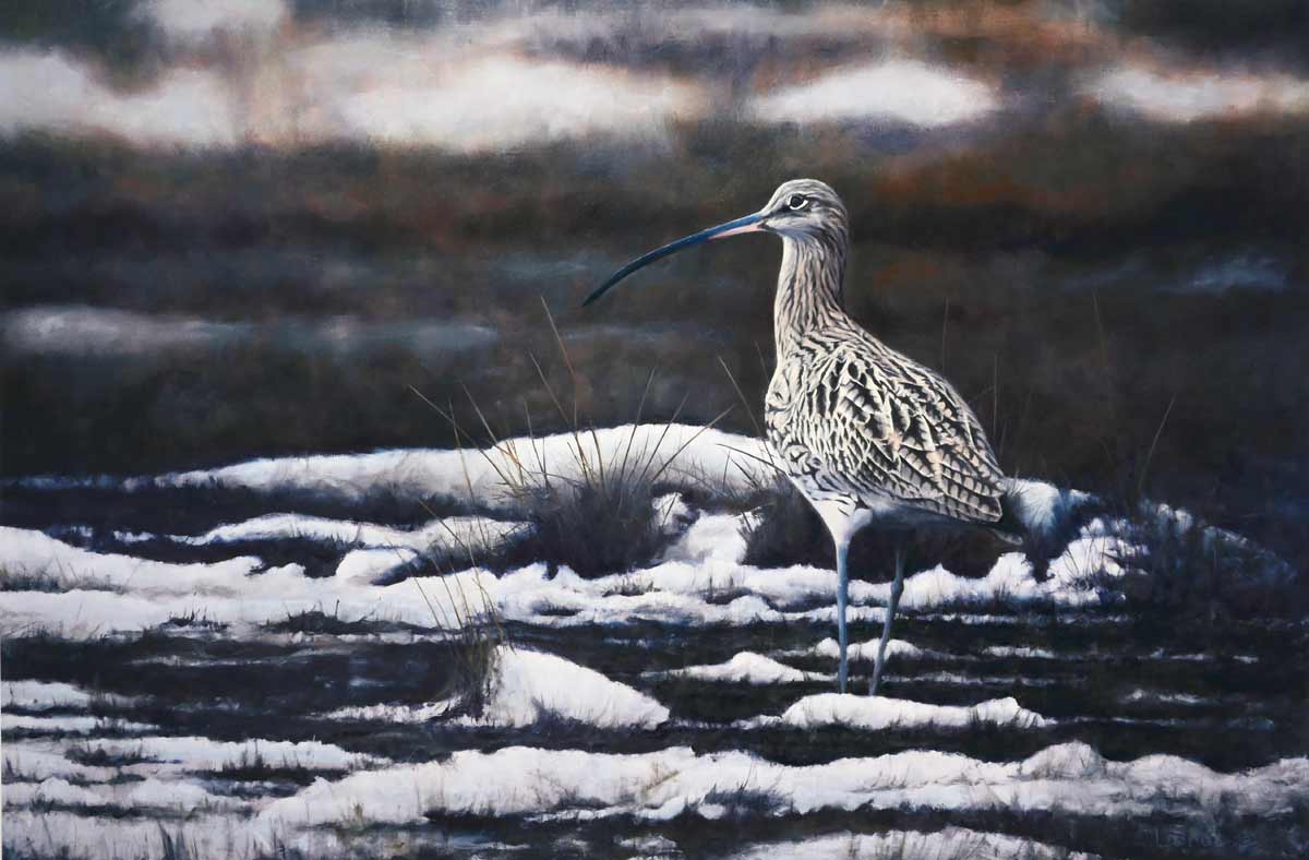 Curlew Winter Marsh Bird Print by Chris Lodge