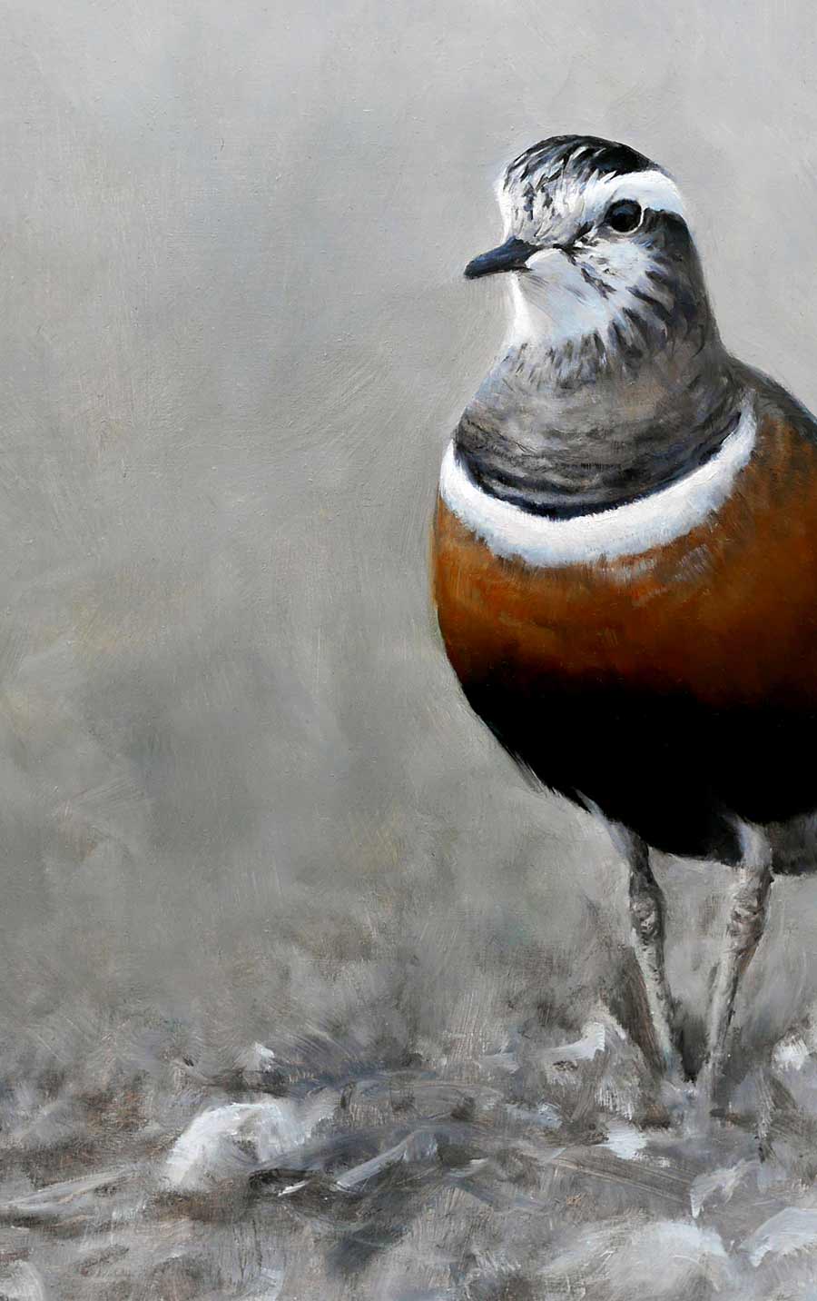 Dotterel Bird Art Print