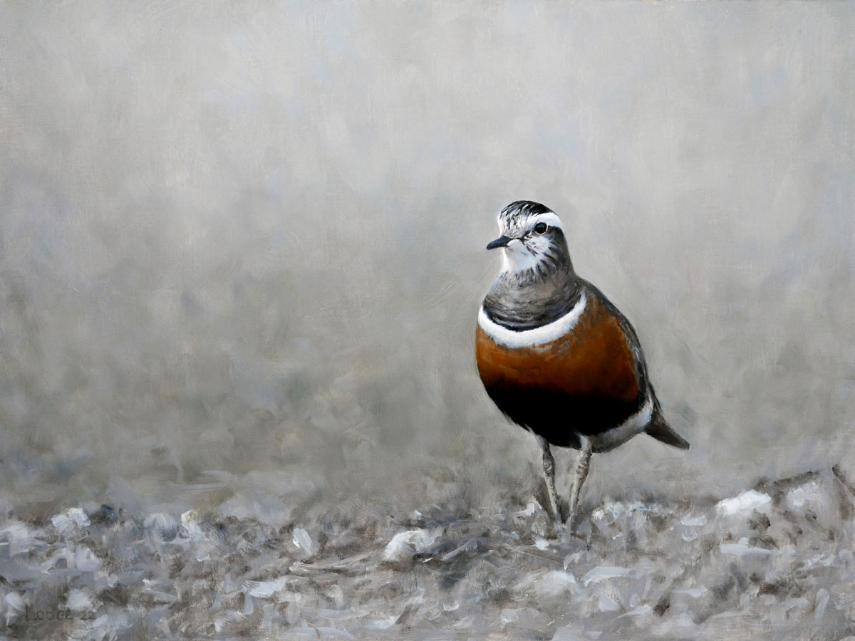 Dotterel Bird Print by Chris Lodge