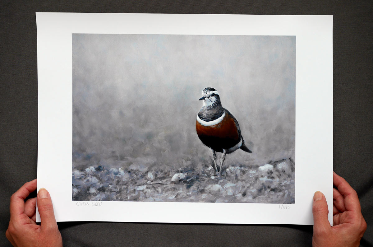 Dotterel Bird Art Print