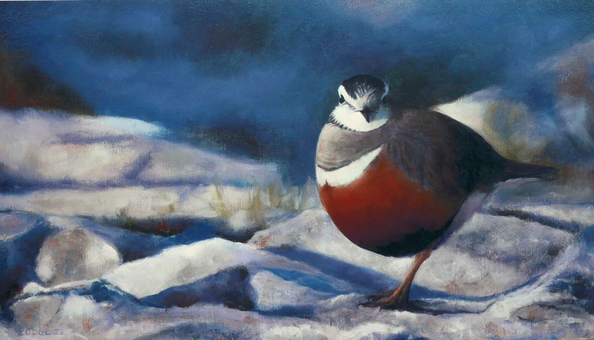 Dotterel Evening Light Bird Print by Chris Lodge