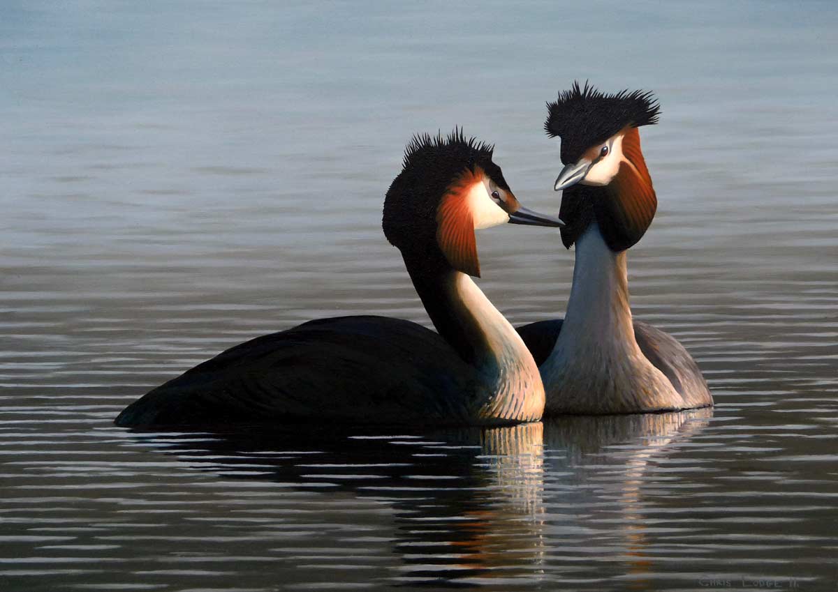 Great Crested Grebes Bird Print by Chris Lodge
