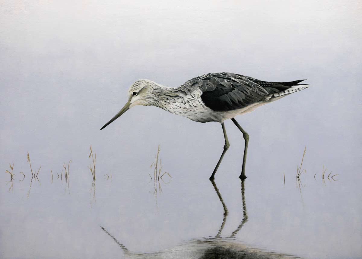 greenshank print Bird Art by Chris Lodge