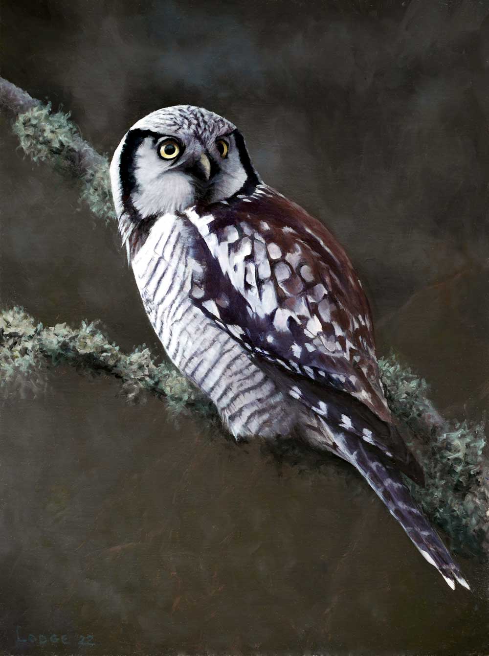Hawk Owl Bird Print by Chris Lodge