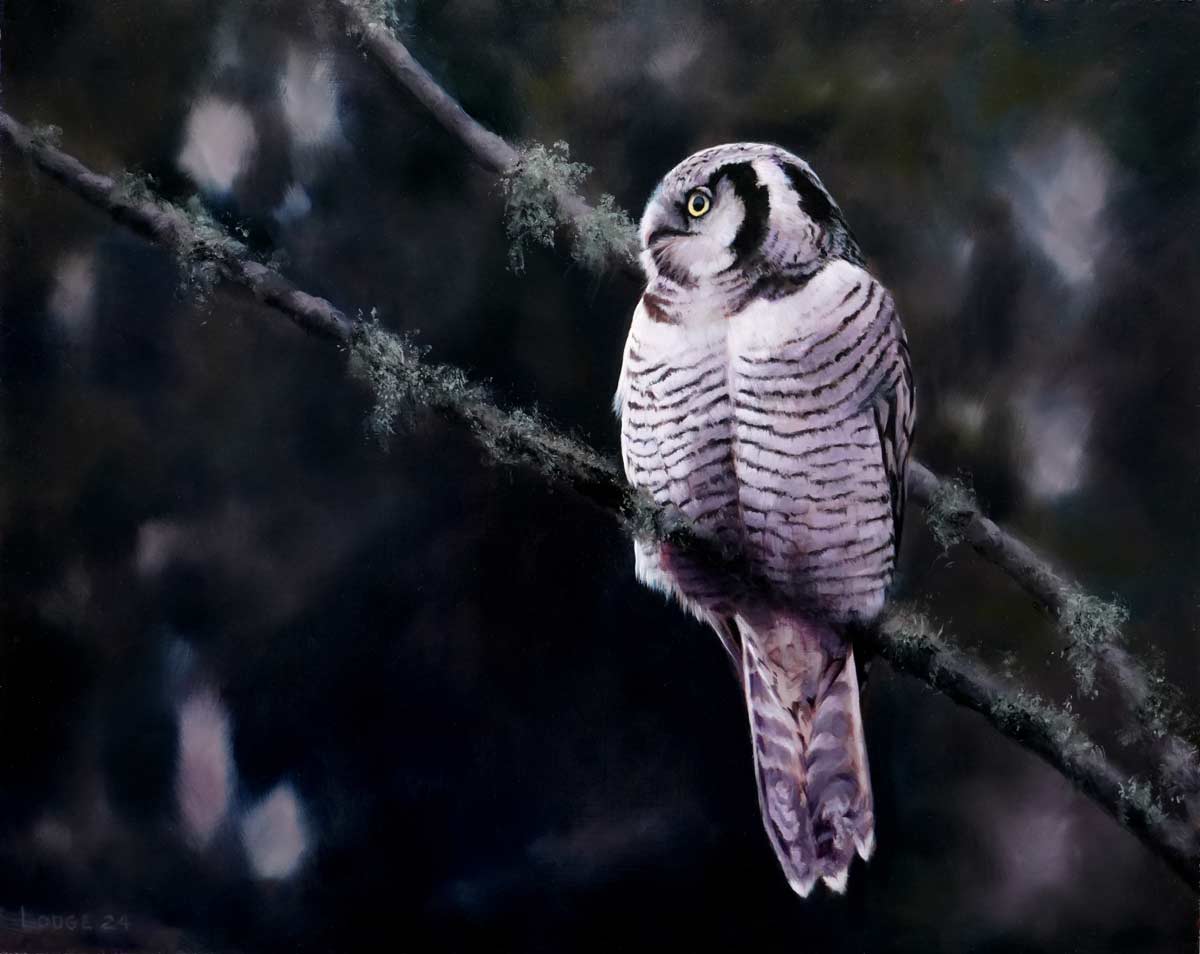 Hawk Owl Bird Print by bird artist Chris Lodge