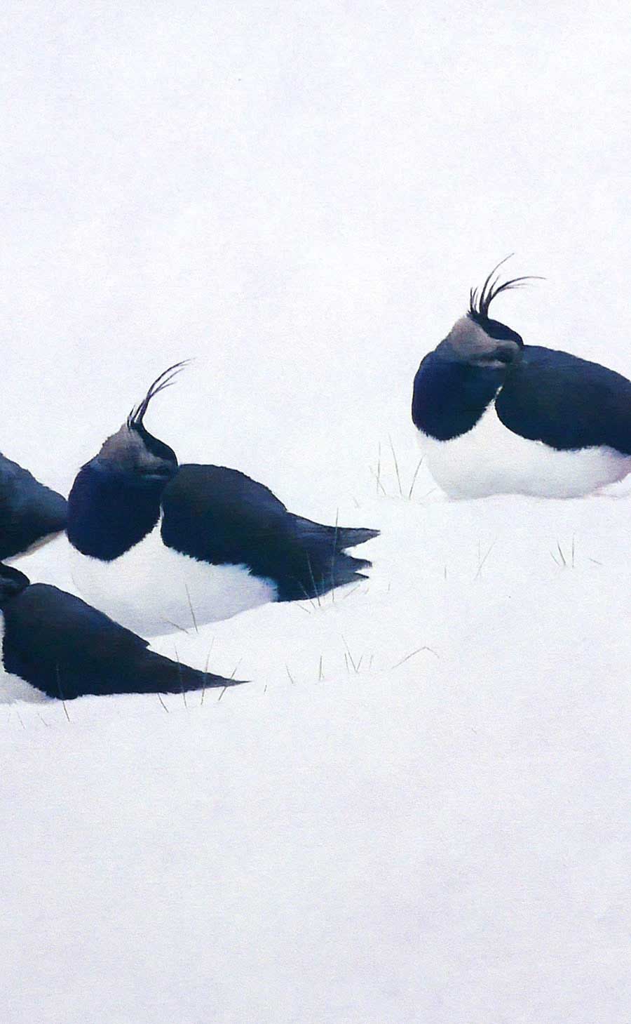 Lapwings in Snow Print by Bird Artist Chris Lodge
