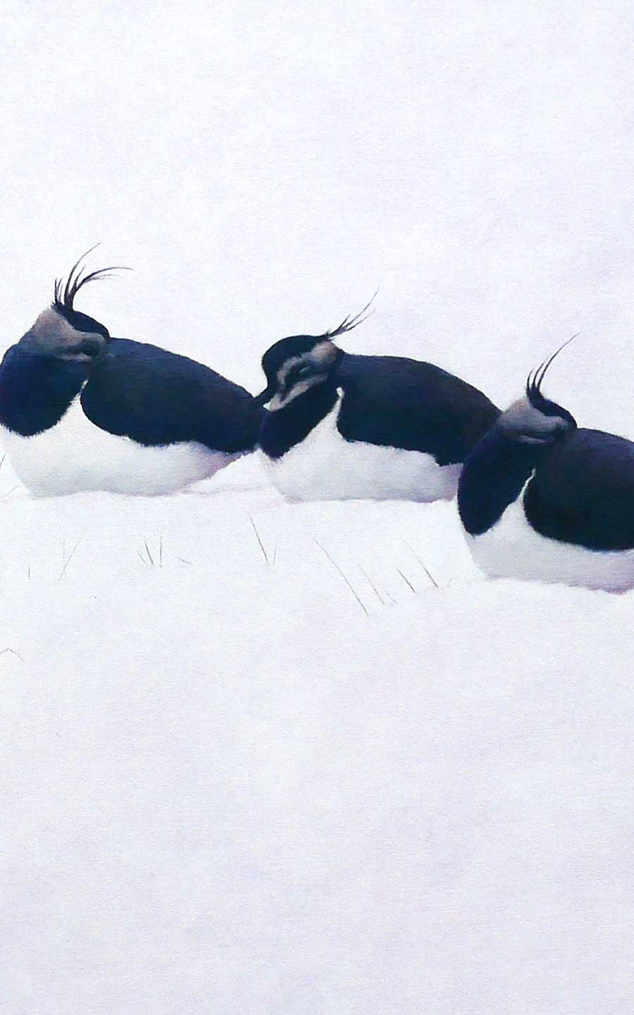 Lapwings in Snow Print by Bird Artist Chris Lodge
