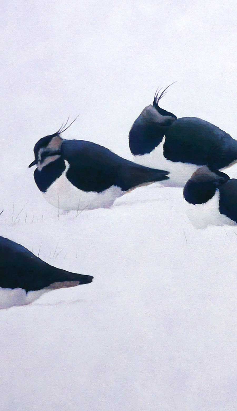 Lapwings in Snow Print by Bird Artist Chris Lodge