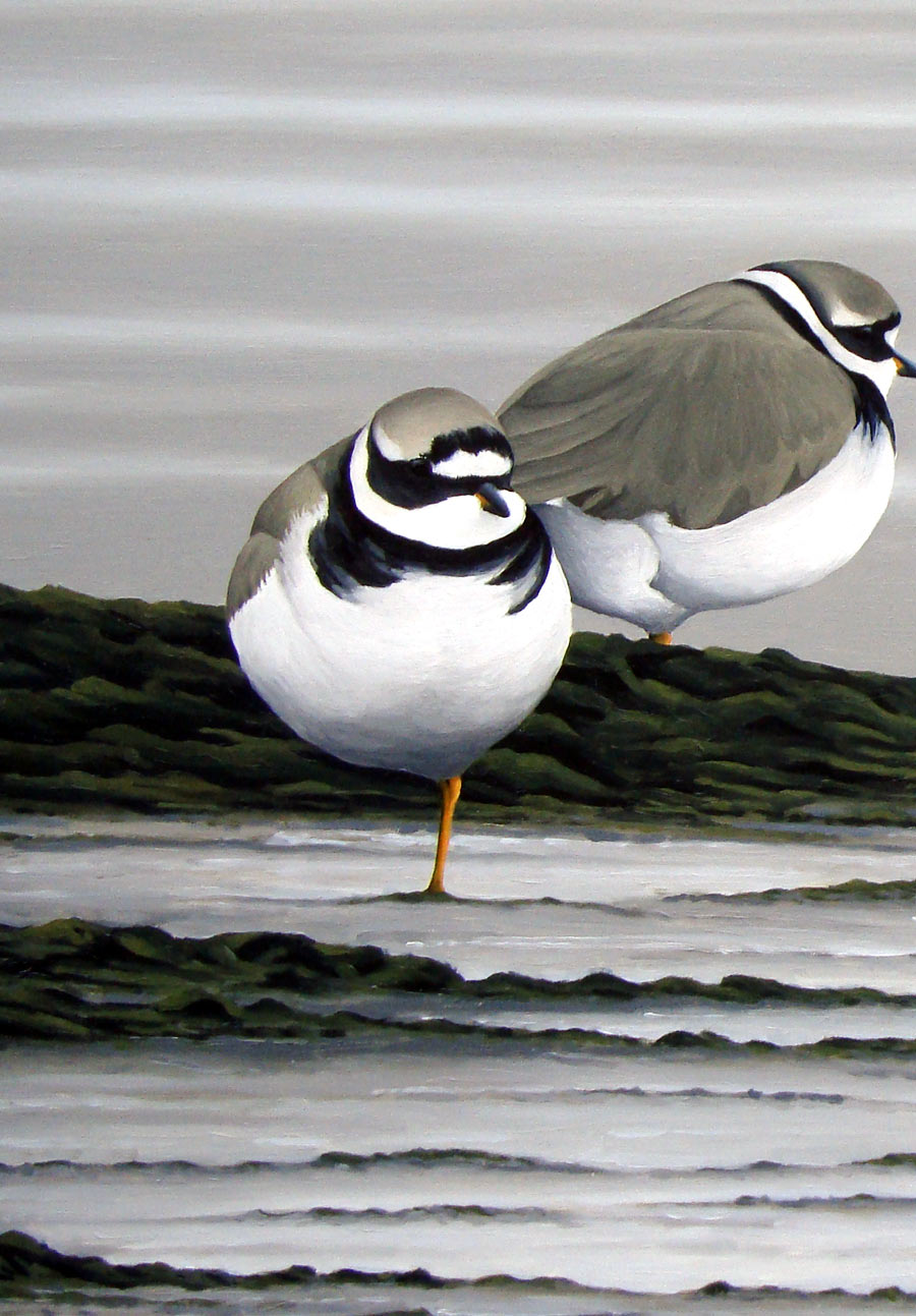 Ringed Plovers Print By Bird Artist Chris Lodge