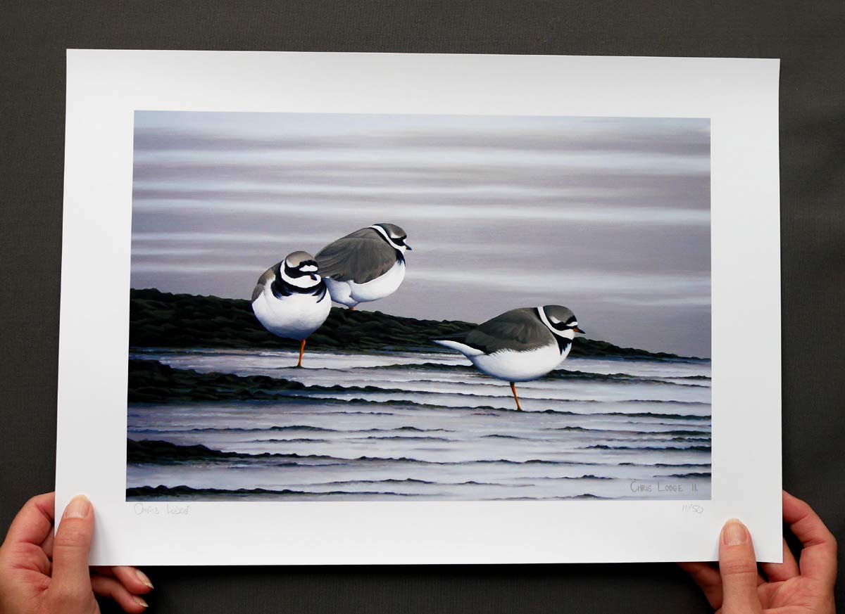 Ringed Plovers Bird Art Print