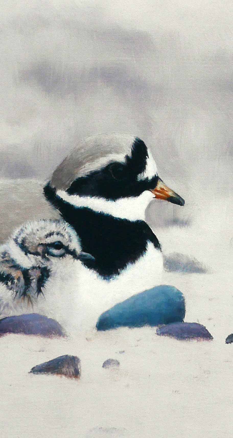 Ringed Plover and Chicks Bird Art Print