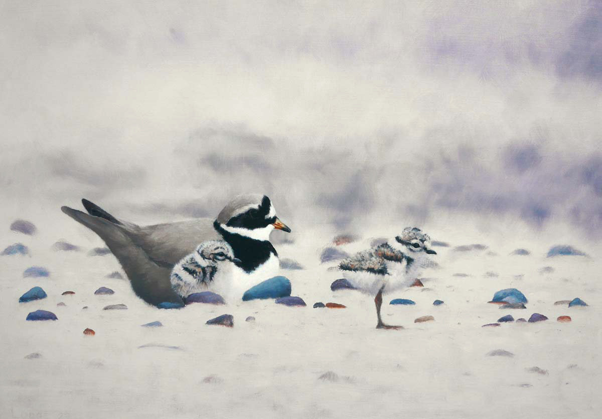 Ringed Plover and Chicks Bird Print by Chris Lodge