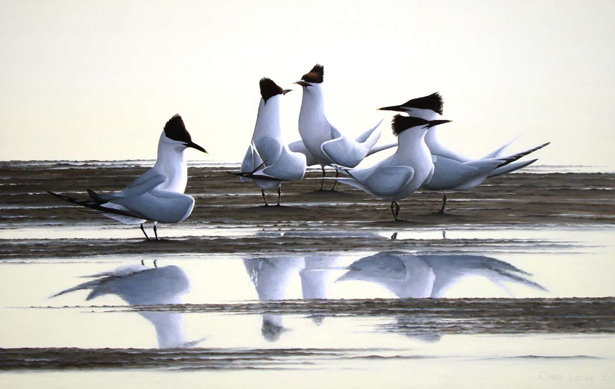 Sandwich Terns Evening Courtship Bird Print by Chris Lodge