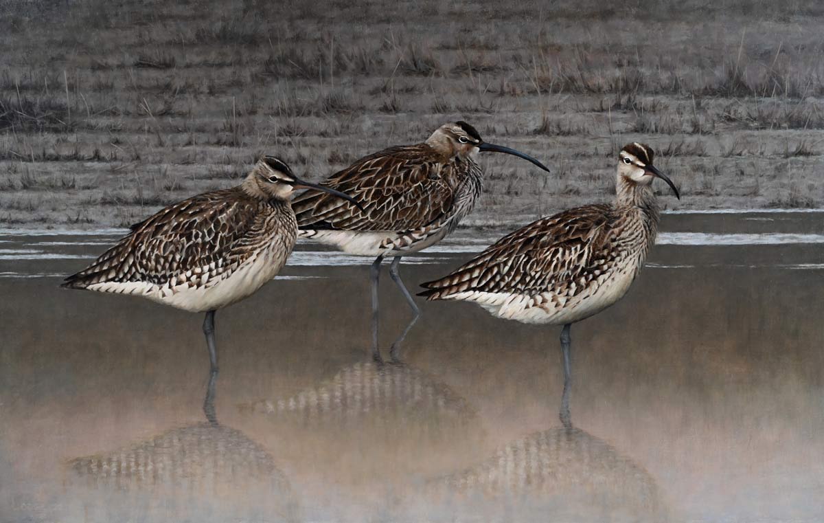 Whimbrel Bird Print by Chris Lodge