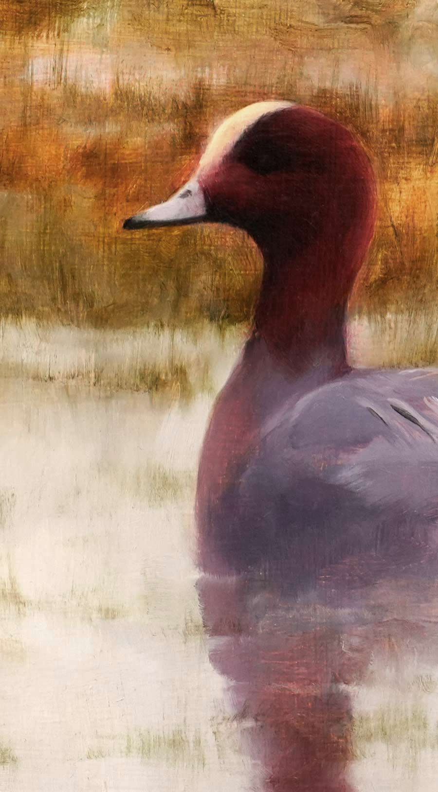 wigeon Bird Art Print